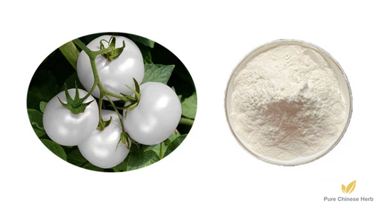 Solanum lycopersicum Extract 20:1 | White Tomato Extract | Bai Fan Qie-Pure Chinese Herb™