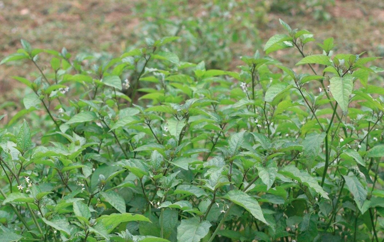 Solanum nigrum Seeds | Black Nightshade | Blackberry Nightshade | Long Kui | 200pcs/bag-Pure Chinese Herb™