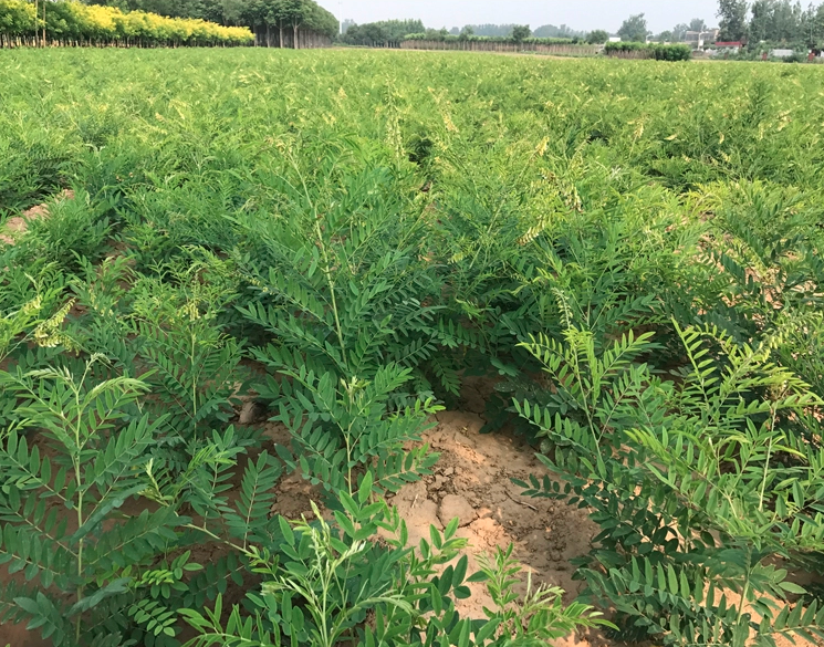 Sophora Flavescens Seeds | Shrubby Sophora | Bitter Ginseng Ku Shen | 100pcs/bag-Pure Chinese Herb™