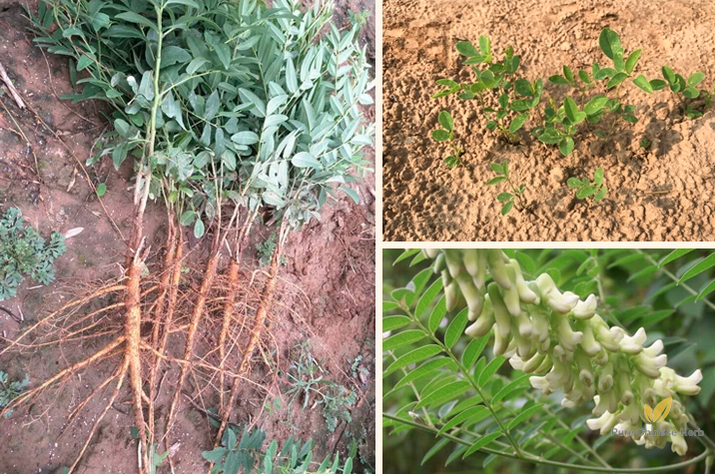 Sophora Flavescens Seeds | Shrubby Sophora | Bitter Ginseng Ku Shen | 100pcs/bag-Pure Chinese Herb™