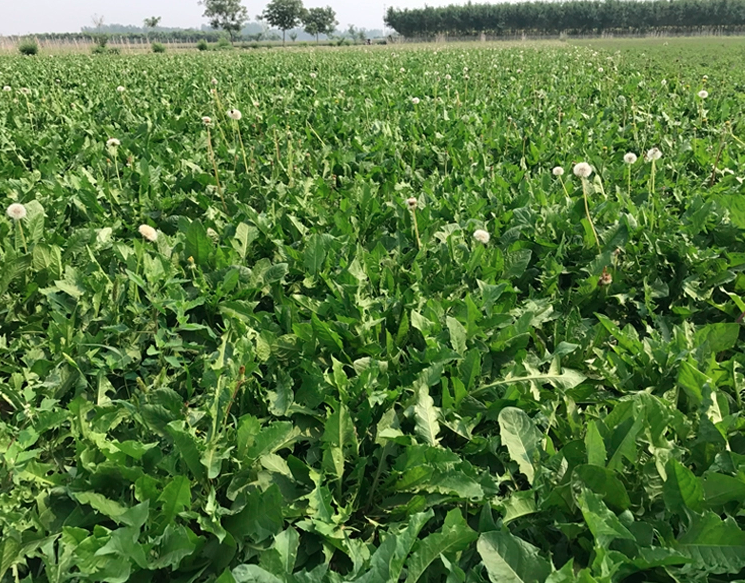 Taraxacum Officinale Seeds | Common Dandelion | Pu Gong Ying | 200pcs/bag-Pure Chinese Herb™