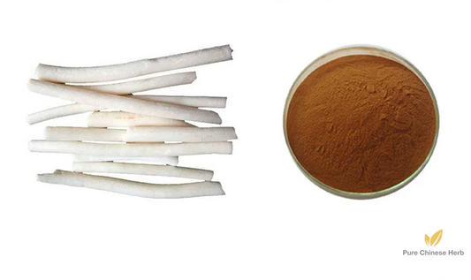 Tetrapanax Papyriferus Extract 20:1 | Medulla Tetrapanacis Extract | Tong Cao-Pure Chinese Herb™
