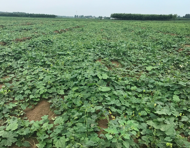 Trichosanthes Kirilowii Seeds | Chinese Cucumber Seed | Gua Lou | 50pcs/bag-Pure Chinese Herb™