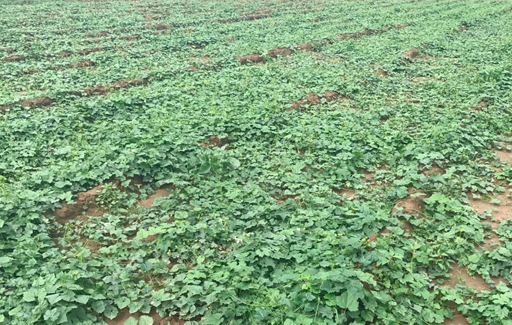 Trichosanthes Kirilowii Seeds | Chinese Cucumber Seed | Gua Lou | 50pcs/bag-Pure Chinese Herb™