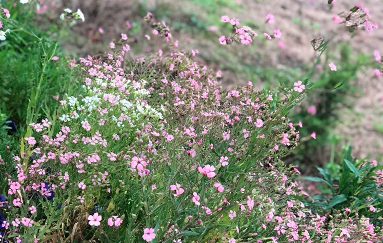 Vaccaria segetalis Seeds | Prairie Carnation | Wang Bu Liu Xing | 200pcs/bag-Pure Chinese Herb™