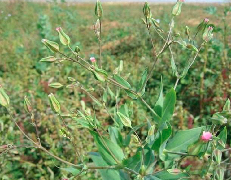 Vaccaria segetalis Seeds | Prairie Carnation | Wang Bu Liu Xing | 200pcs/bag-Pure Chinese Herb™