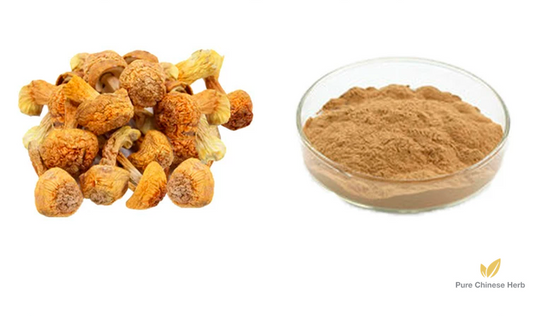 Agaricus Blazei Extract | Polysaccharide 50% | Almond Mushroom Extract | Ji Song Rong-Pure Chinese Herb™