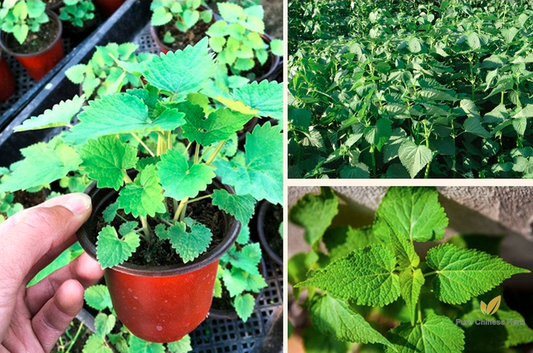 Agastache Rugosa Seeds | Blue Licorice | Purple Giant Hyssop | Huo Xiang | 500pcs/bag-Pure Chinese Herb™