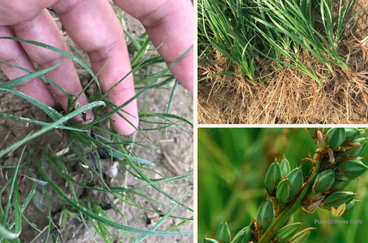 Anemarrhena asphodeloides Seeds | Rhizoma Anemarrhenae | Zhi Mu | 200pcs/bag-Pure Chinese Herb™