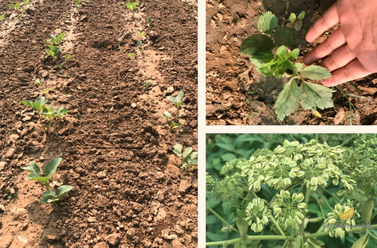Angelica Dahurica Seeds | Dahurian Angelica | Bai Zhi | 200pcs/bag-Pure Chinese Herb™