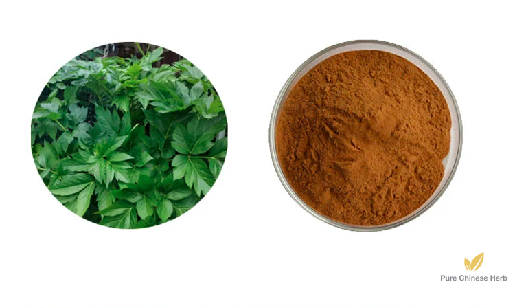 Angelica Keiskei Extract 20:1 | Tomorrow’s Leaf Extract | Ming Ri Ye-Pure Chinese Herb™