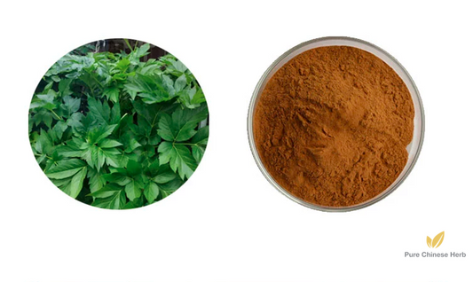 Angelica Keiskei Extract 20:1 | Tomorrow’s Leaf Extract | Ming Ri Ye-Pure Chinese Herb™