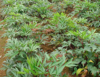 Angelica Sinensis Seeds | Dong Quai | Female Ginseng | Dang Gui | 100pcs/bag-Pure Chinese Herb™