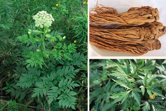 Angelica Sinensis Seeds | Dong Quai | Female Ginseng | Dang Gui | 100pcs/bag-Pure Chinese Herb™