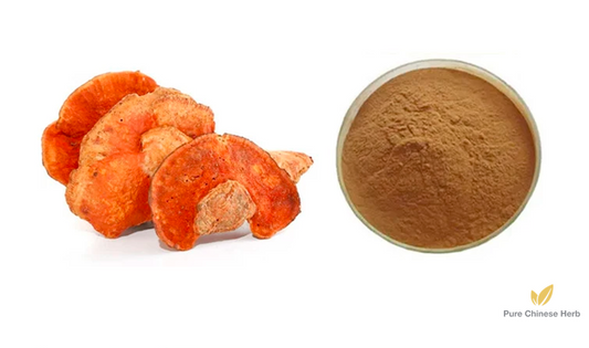 Antrodia Camphorata Extract 40% | Stout Camphor Fungus | Niu Zhang Zhi-Pure Chinese Herb™