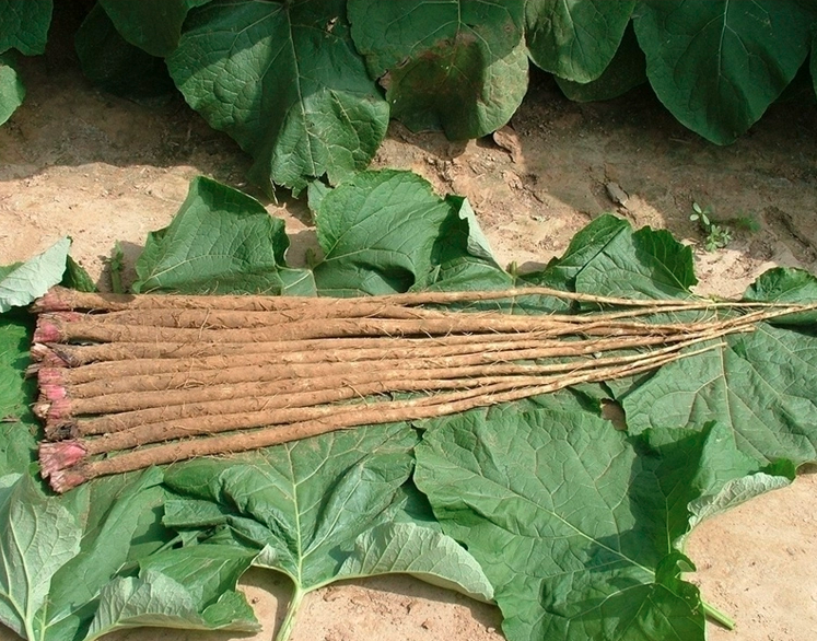 Arctium Lappa Seeds | Greater Burdock | Beggar's Buttons | Niu Bang | 200pcs/bag-Pure Chinese Herb™
