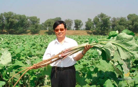 Arctium Lappa Seeds | Greater Burdock | Beggar's Buttons | Niu Bang | 200pcs/bag-Pure Chinese Herb™