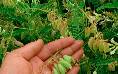 Astragalus Membranaceus Seeds | Mongolian Milkvetch | Huang Qi | 200pcs/bag-Pure Chinese Herb™