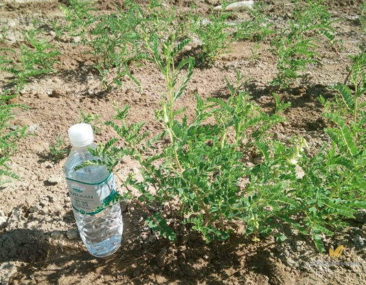Astragalus Membranaceus Seeds | Mongolian Milkvetch | Huang Qi | 200pcs/bag-Pure Chinese Herb™