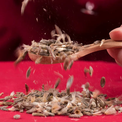 Atractylodes Lancea Seeds | Atractlodis Rhizoma | Cang Zhu | 200pcs/bag-Pure Chinese Herb™