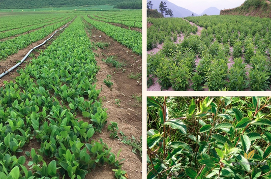 Atractylodes Lancea Seeds | Atractlodis Rhizoma | Cang Zhu | 200pcs/bag-Pure Chinese Herb™