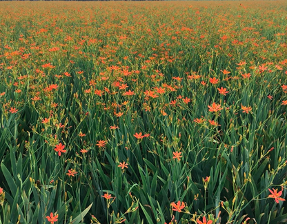 Belamcanda chinensis Seeds | Leopard Lily | She Gan | 100pcs/bag-Pure Chinese Herb™