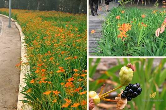 Belamcanda chinensis Seeds | Leopard Lily | She Gan | 100pcs/bag-Pure Chinese Herb™