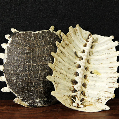 Carapax Trionycis Powder Turtle Shell Herb Powder Bie Jia Fen-Pure Chinese Herb™