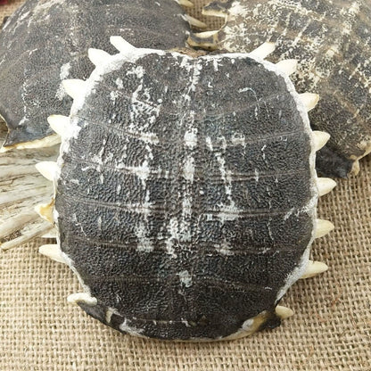 Carapax Trionycis Powder Turtle Shell Herb Powder Bie Jia Fen-Pure Chinese Herb™