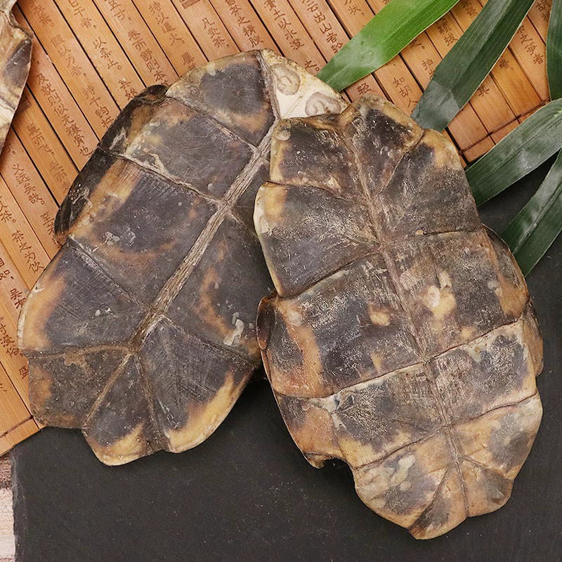 Carapax et Plastrum Testudinis Powder Tortoise Shell Herb Powder Gui Ban Fen-Pure Chinese Herb™