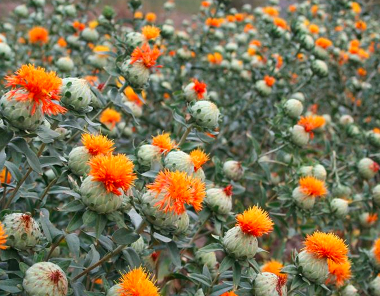 Carthamus Tinctorius Seeds | Common Safflower | Hong Hua | 100pcs/bag-Pure Chinese Herb™