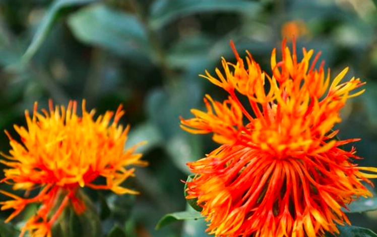 Carthamus Tinctorius Seeds | Common Safflower | Hong Hua | 100pcs/bag-Pure Chinese Herb™