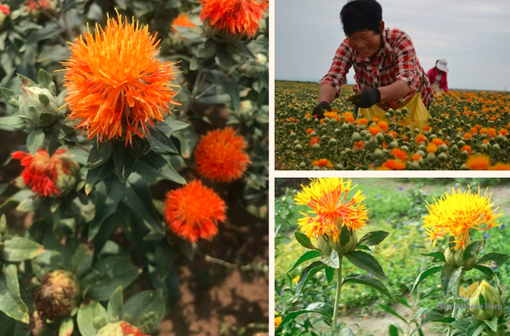 Carthamus Tinctorius Seeds | Common Safflower | Hong Hua | 100pcs/bag-Pure Chinese Herb™