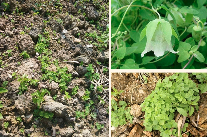 Codonopsis Pilosula Seeds | Poor Man's Ginseng | Dang Shen | 200pcs/bag-Pure Chinese Herb™