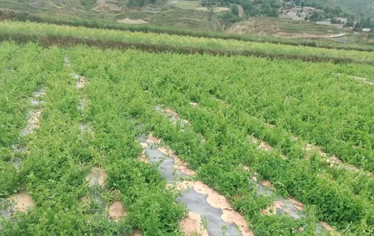 Codonopsis Pilosula Seeds | Poor Man's Ginseng | Dang Shen | 200pcs/bag-Pure Chinese Herb™