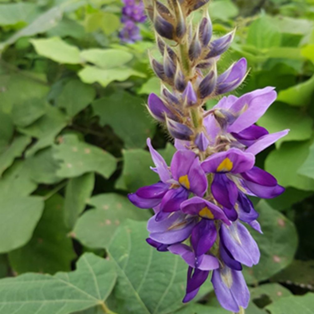 Dried Flower of Kudzuvine | Pueraria Lobata Flower | Gě Huā-Pure Chinese Herb™