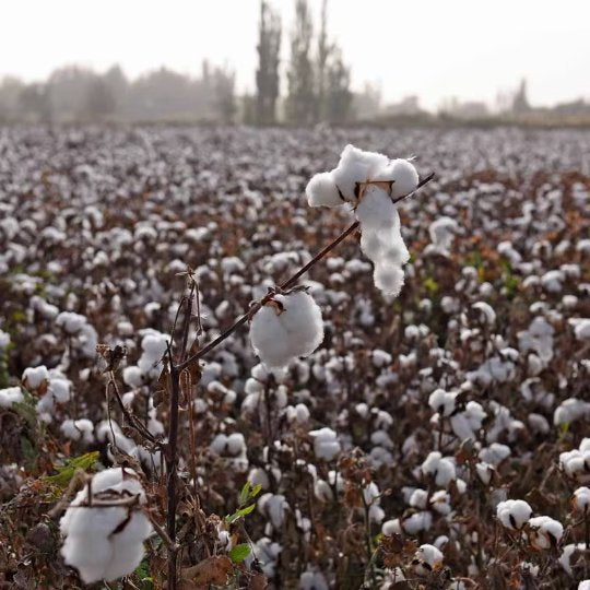 Dried Levant Cotton Root | Gossypium Herbaceum | Mián Huā Gēn-Pure Chinese Herb™