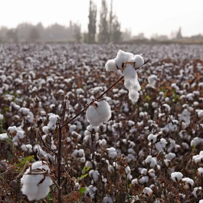 Dried Levant Cotton Root | Gossypium Herbaceum | Mián Huā Gēn-Pure Chinese Herb™