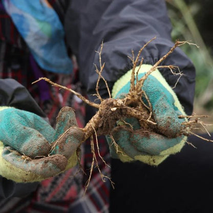 Dried Organic Ginseng Roots | American Ginseng Root | Xī Yáng Shēn-Pure Chinese Herb™
