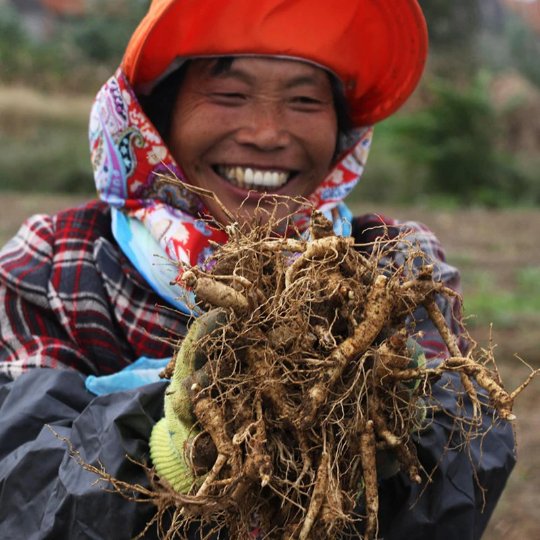 Dried Organic Ginseng Roots | American Ginseng Root | Xī Yáng Shēn-Pure Chinese Herb™