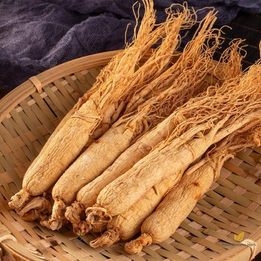 Dried Organic Ginseng Roots | White Ginseng Root | Bái Shēn-Pure Chinese Herb™