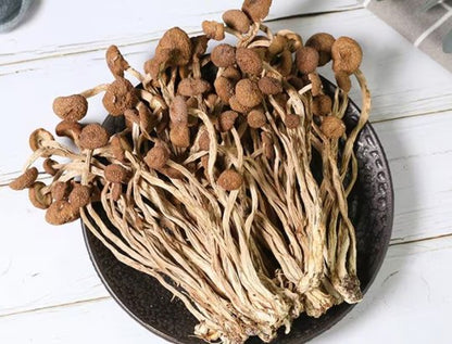 Dried Tea Plant Mushrooms | Agrocybe Aegerita | Chá Shù Gū-Pure Chinese Herb™