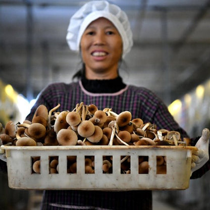 Dried Tea Plant Mushrooms | Agrocybe Aegerita | Chá Shù Gū-Pure Chinese Herb™