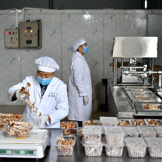 Dried Tea Plant Mushrooms | Agrocybe Aegerita | Chá Shù Gū-Pure Chinese Herb™