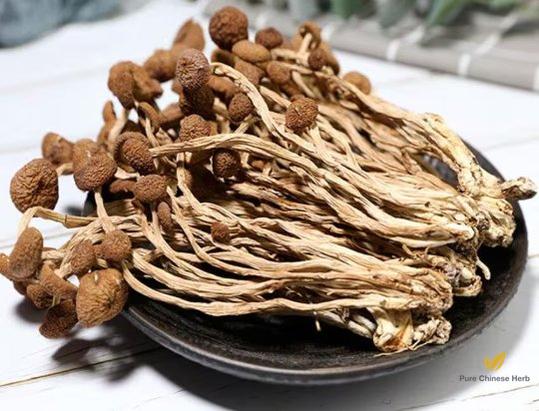 Dried Tea Plant Mushrooms | Agrocybe Aegerita | Chá Shù Gū-Pure Chinese Herb™