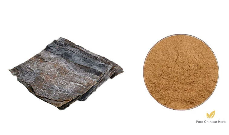 Ecklonia Kurome Extract 20:1 | Japanese Brown Algae | Kun Bu-Pure Chinese Herb™