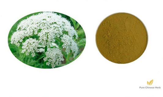 Fructus Cnidii Extract 20:1 | Common Cnidium Fruit Extract | She Chuang Zi-Pure Chinese Herb™