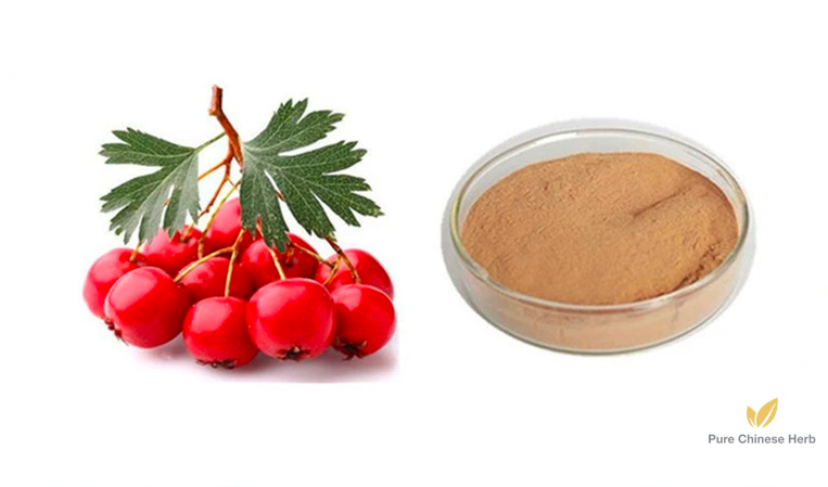 Fructus Crataegi Extract 20:1 | Crataegus Pinnatifida Extract | Shan Zha-Pure Chinese Herb™