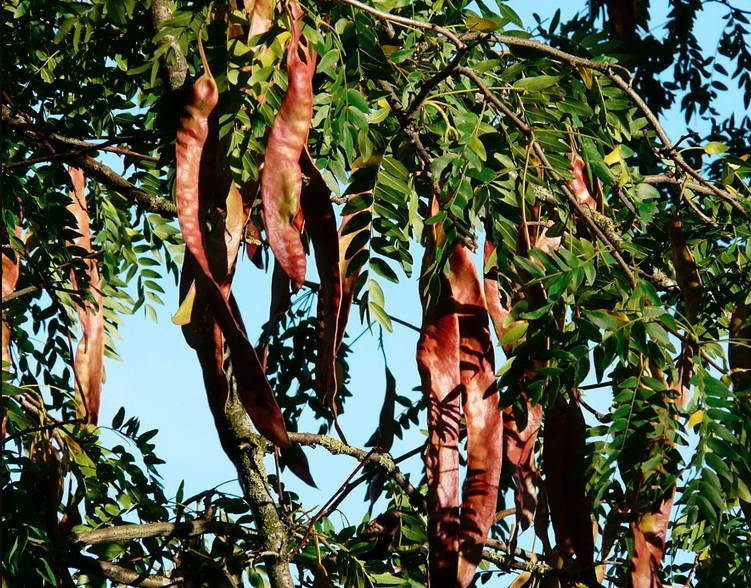 Gleditsia Sinensis Seeds | Chinese Honey Locust | Zao Jia Shu | 100pcs/bag-Pure Chinese Herb™