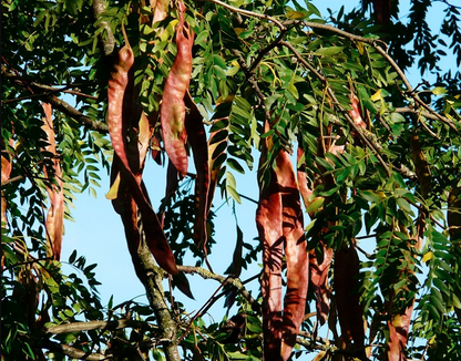 Gleditsia Sinensis Seeds | Chinese Honey Locust | Zao Jia Shu | 100pcs/bag-Pure Chinese Herb™